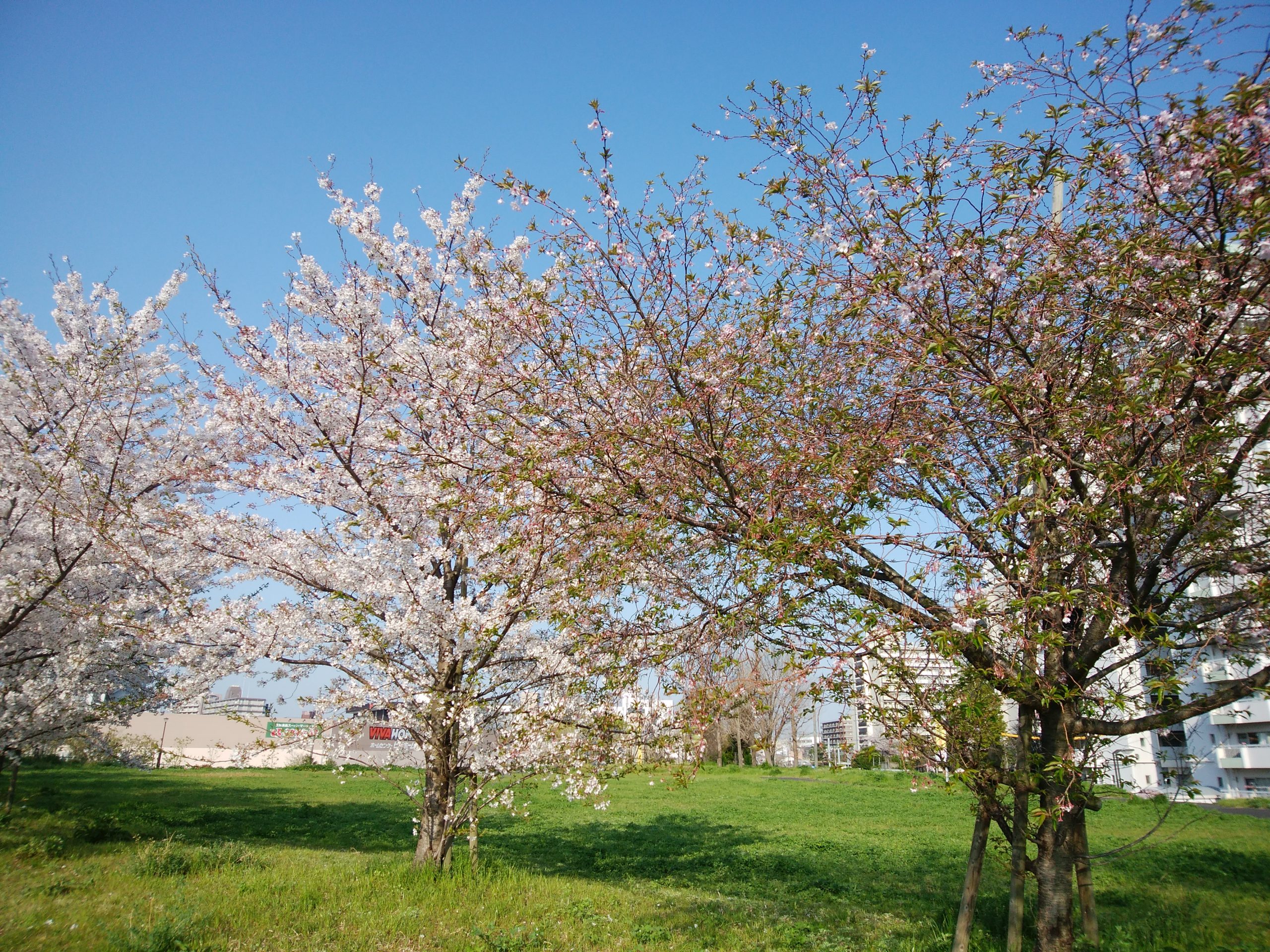 十月桜と染井吉野桜
